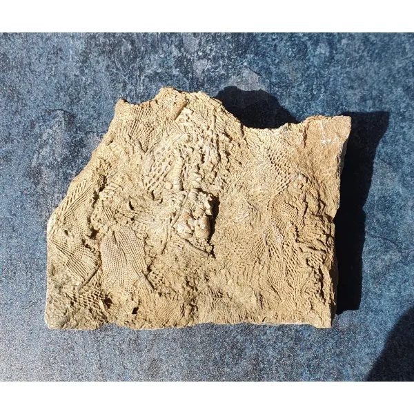 Crinoidal death bed fossils