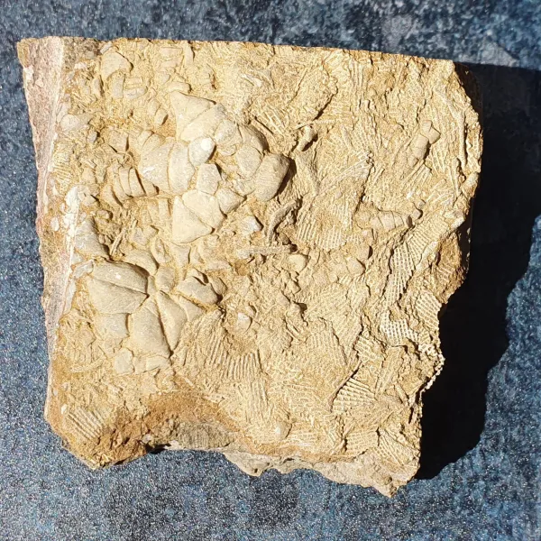 Crinoid fossil Bangor limestone