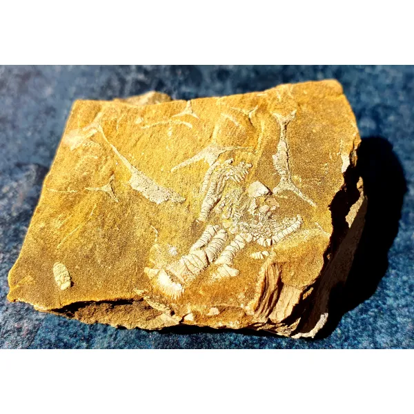 Fossil hunter American crinoids