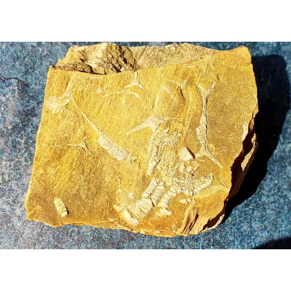 Crinoid fossil Bangor limestone