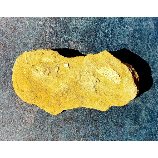 Crinoid fossil Bangor limestone